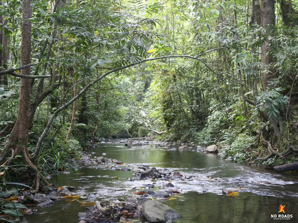Jungle stream