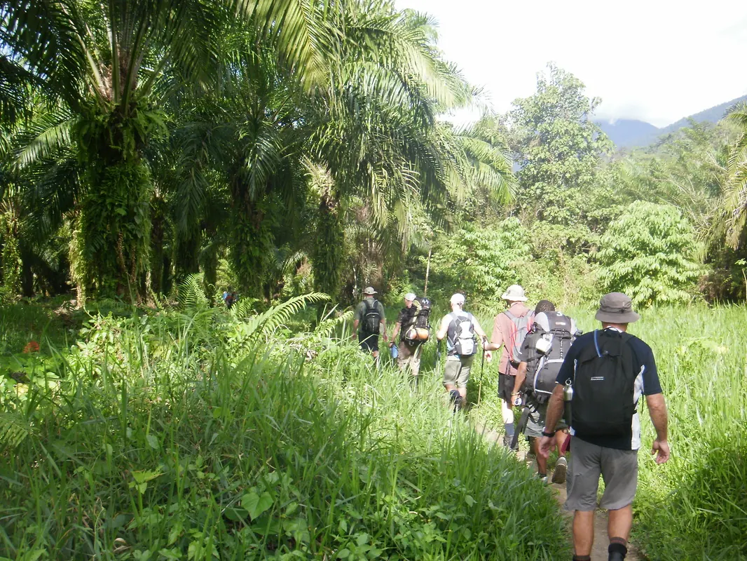 Jungle scenery