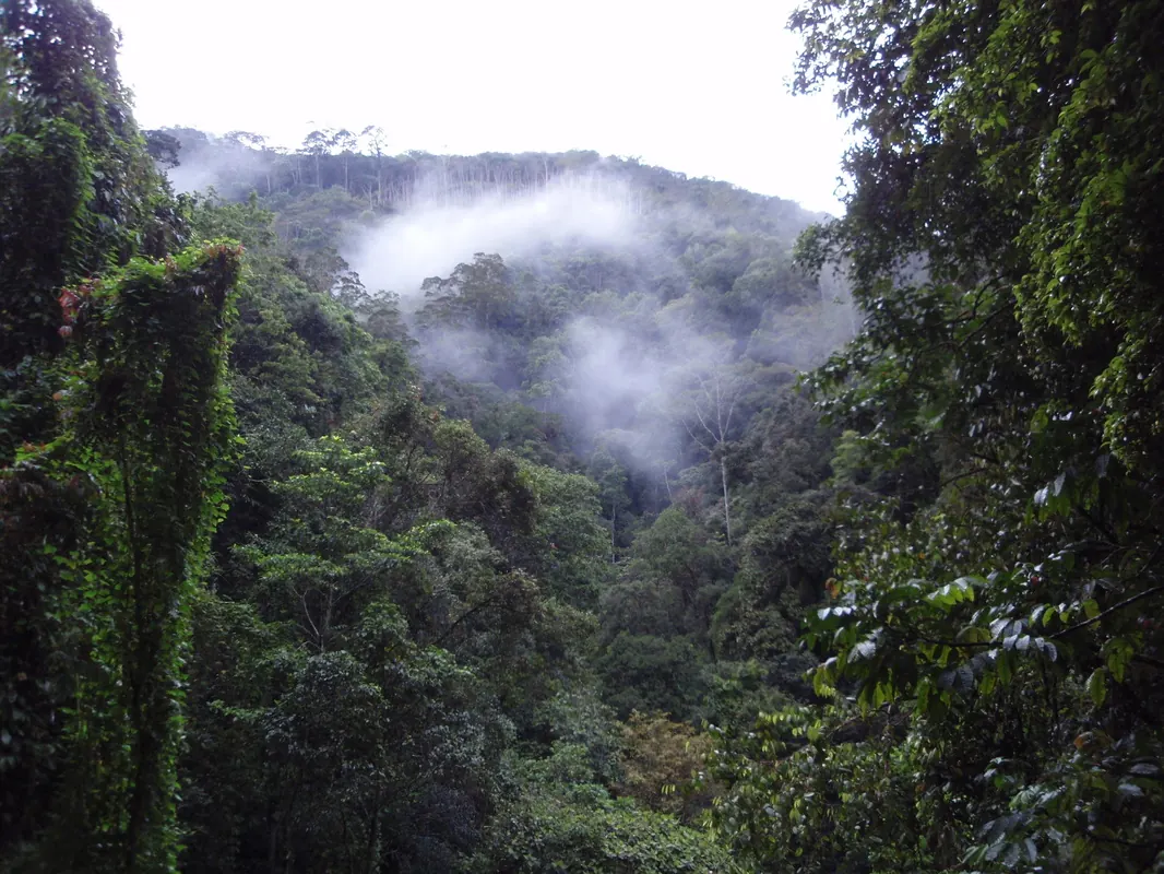 Steep jungle terrain